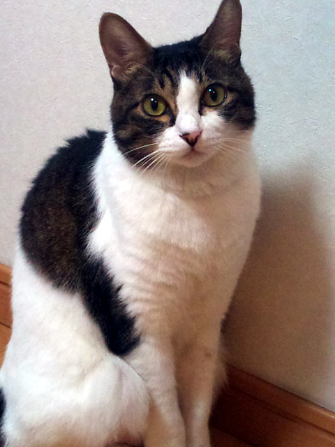 さしみさん、美ネコ。Sashimi-san is beautiful cat.