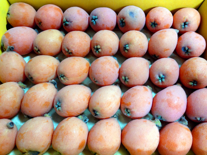 長崎から茂木びわが届く。初夏のフルーツは甘くて美味い！The summer taste from Nagasaki.